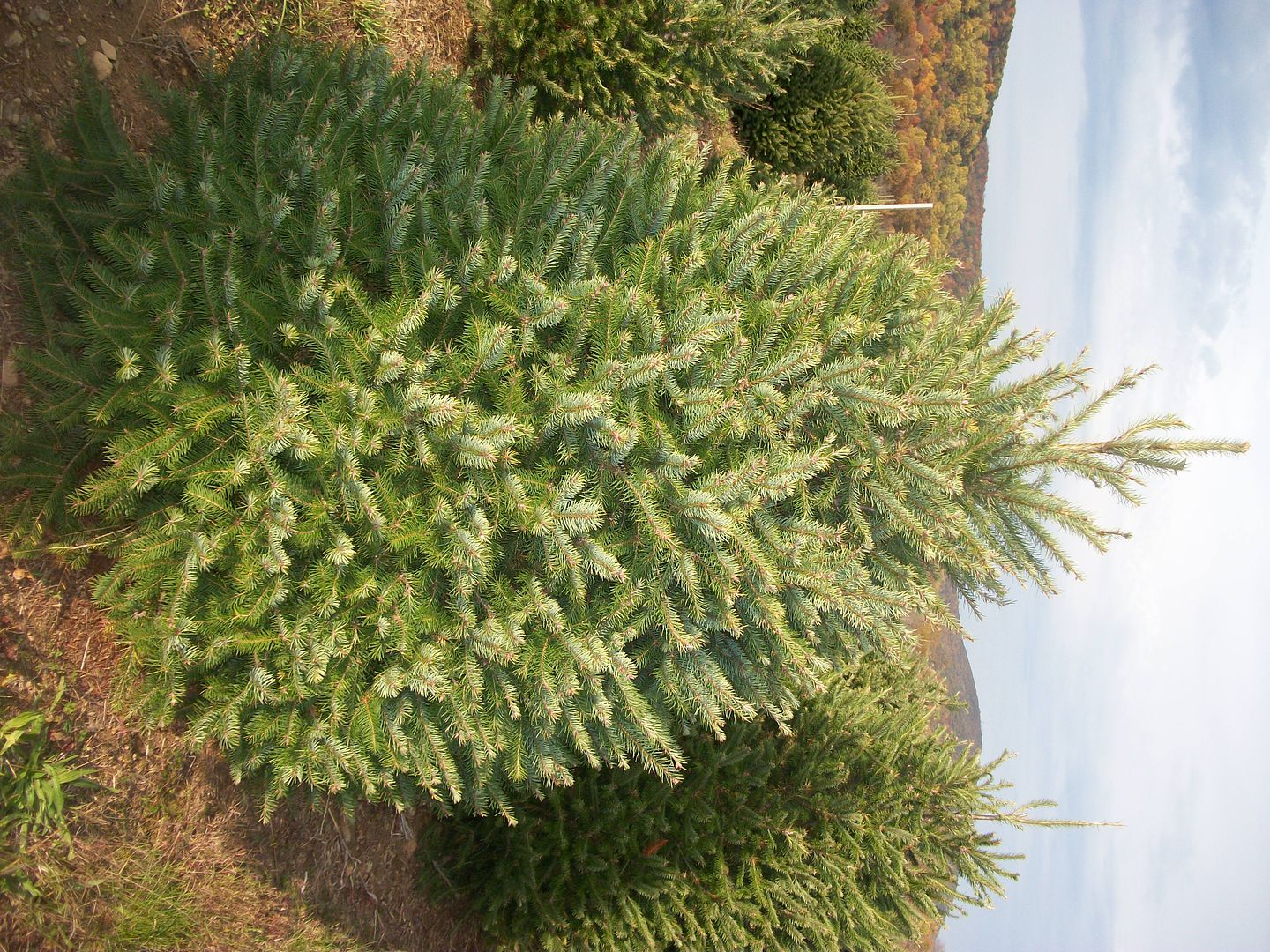 About Our Christmas Trees | Evergreen Valley Christmas Tree Farm - Cut